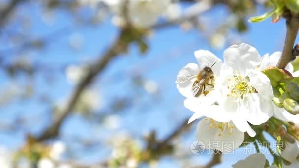 蜜蜂飞越樱桃树的花朵视频