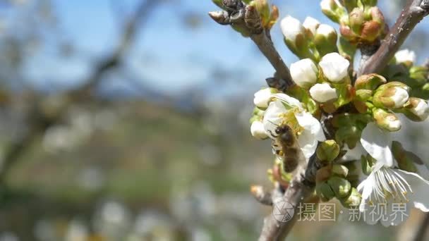 蜜蜂飞越樱桃树的花朵视频