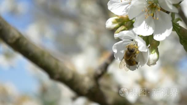 蜜蜂飞越樱桃树的花朵视频