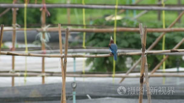 白喉翠鸟鸟敲其祈祷在竹和消耗视频
