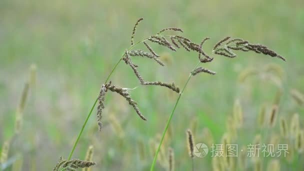 草甸植物区特写视频