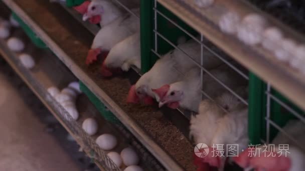 母鸡啄食饲料在细胞和产卵视频