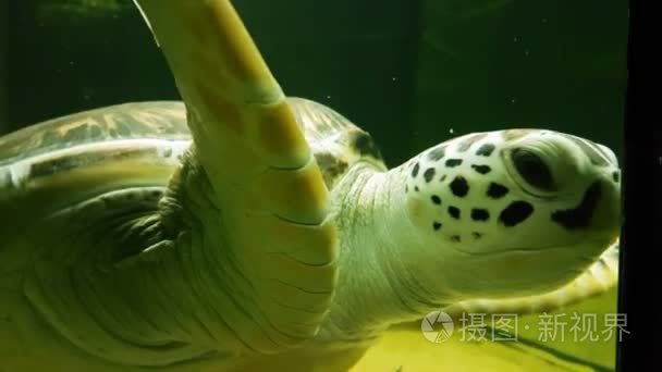 海龟在海洋水族馆素材视频视频