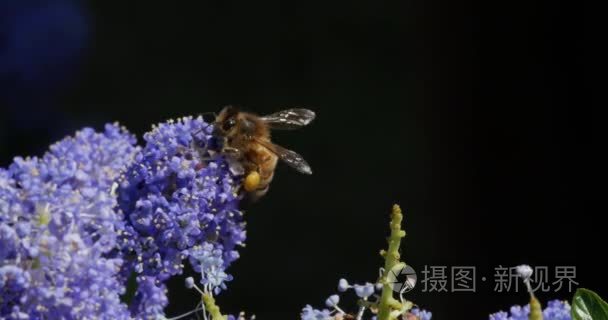 蜜蜂从花中采集花粉视频