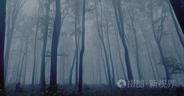 雾气弥漫的森林与树木视频
