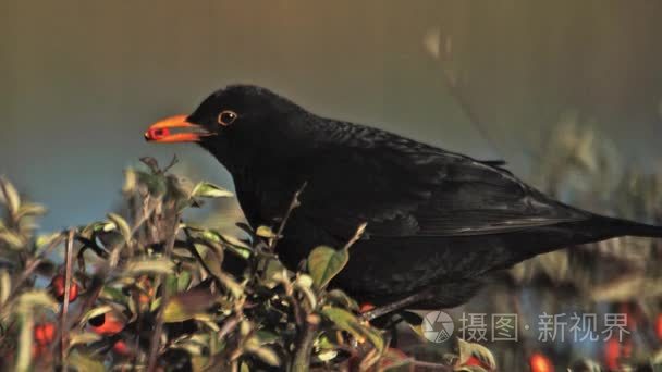 黑鹂 种东半球，男性从栒子，诺曼底，慢动作吃浆果