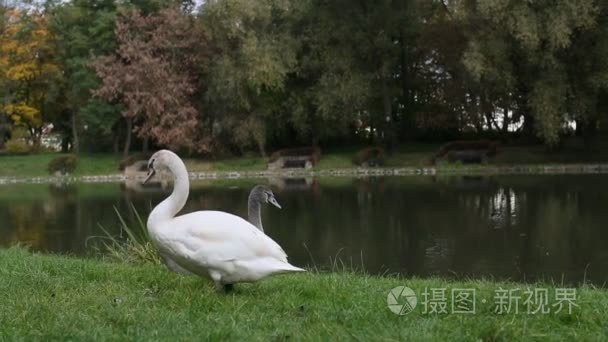 天鹅湖附近的草地上视频