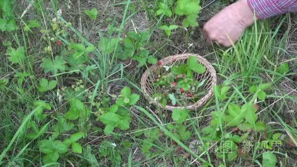园丁采摘野草莓视频