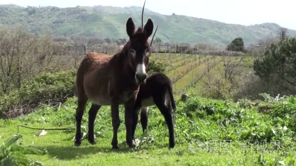 驴和婴儿在西西里岛视频