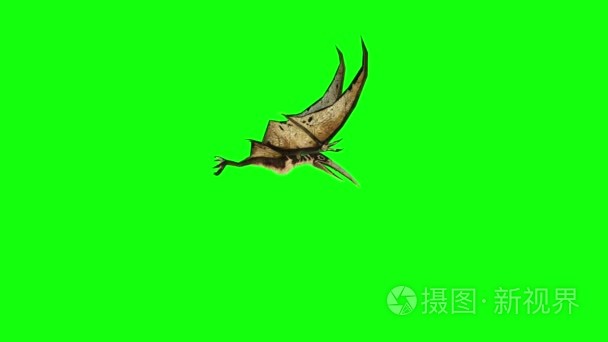 翼龙飞 3d 动画。绿屏 4 k 片段