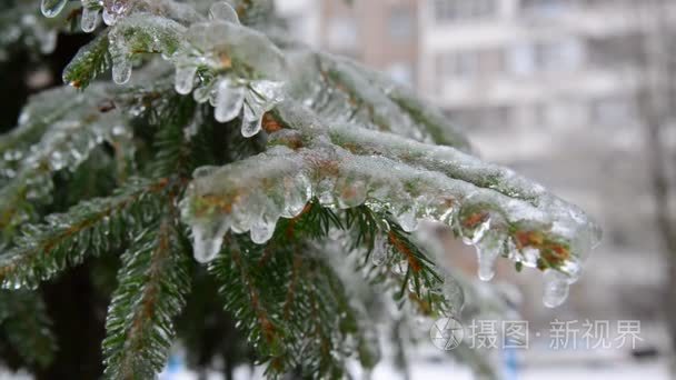 云杉分支覆盖着冰雨后视频