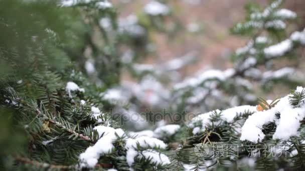 圣诞树枝与雪，雪在植物园的特写镜头
