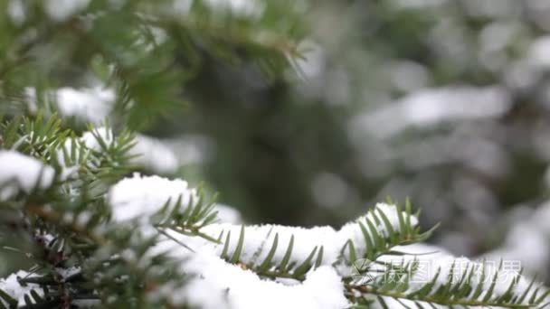 圣诞树枝与雪，雪在植物园的特写镜头