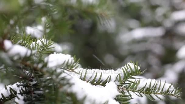 圣诞树枝与雪，雪在植物园的特写镜头