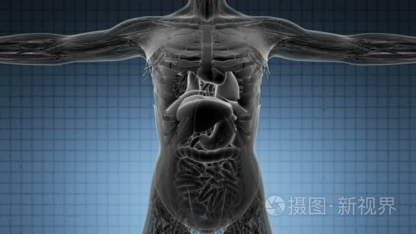 人体循环科学解剖学断层扫描视频