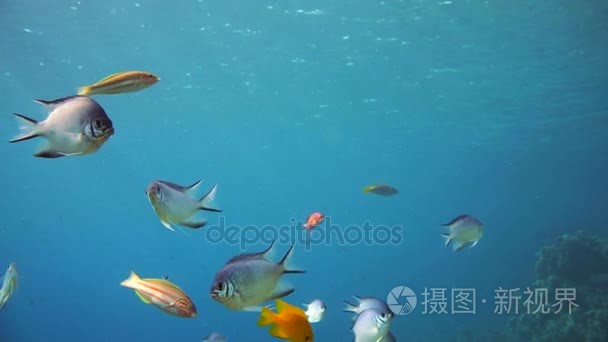 一大群的鱼儿游在红海视频