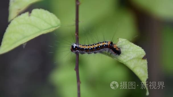 昆虫取食视频素材