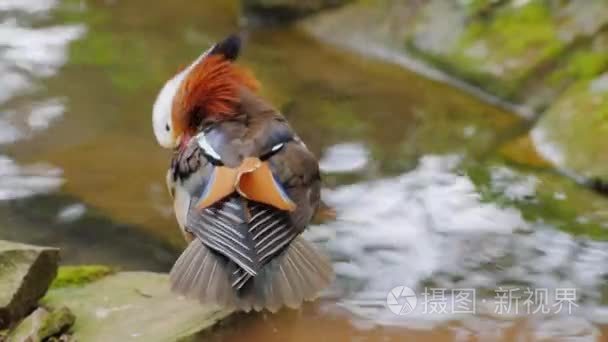 鸳鸯仔细清理羽毛视频