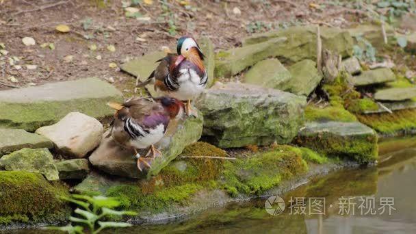 鸳鸯夫妇仔细清理羽毛视频