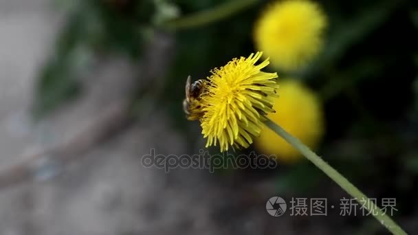 蜜蜂上黄色蒲公英视频