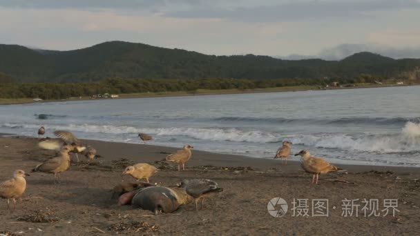 太平洋的海鸥在海滩上吃死海豹视频