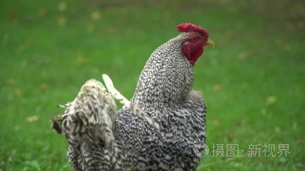 公鸡看着四周农家院视频