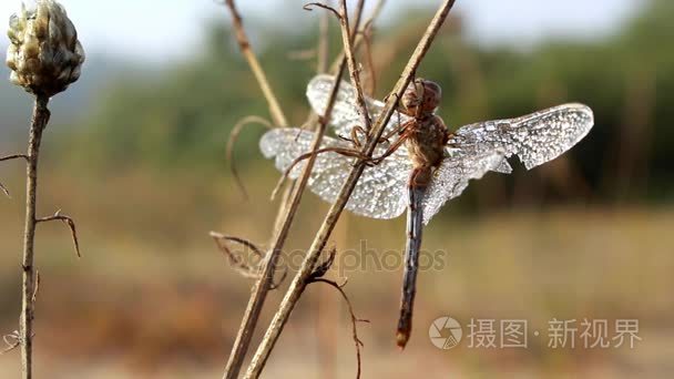 清晨的露珠在树枝上的蜻蜓视频