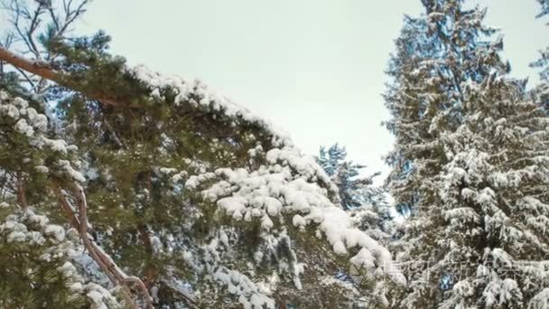 森林白雪覆盖的圣诞树视频