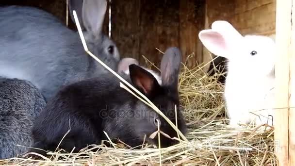 兔窝的兔子视频
