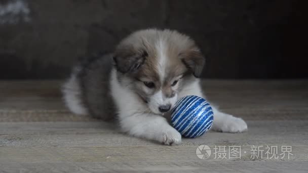 小狗起圣诞节装饰品视频