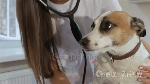 女兽医检查狗的呼吸视频