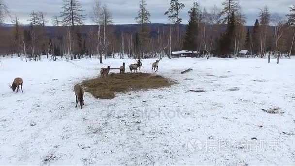 鹿在西伯利亚空中拍摄