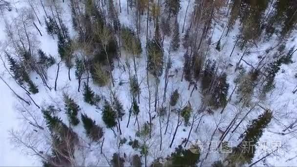 鹿在冬季森林航拍画面
