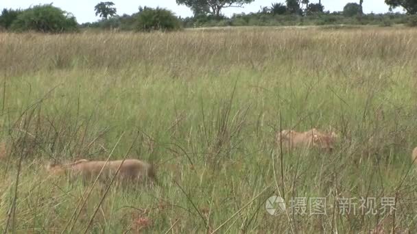 非洲大草原野生危险哺乳动物狮子肯尼亚