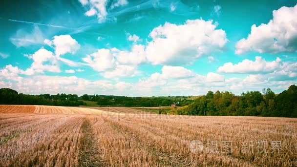 景观与金黄的麦田视频