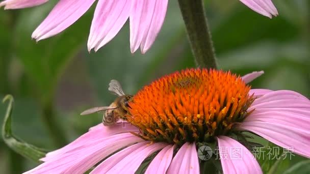 从紫锥菊花卉特写蜜蜂收集花蜜视频