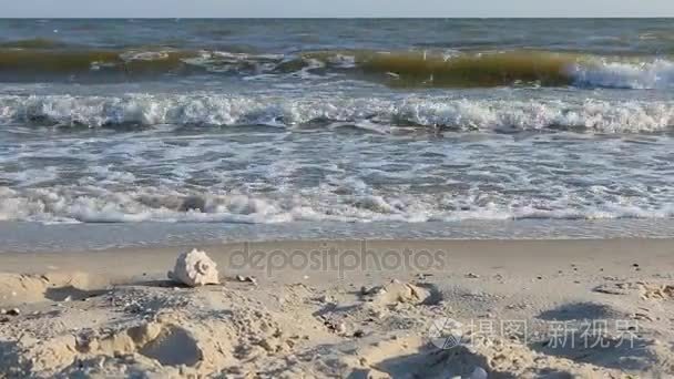 放大贝壳躺在沙滩上视频