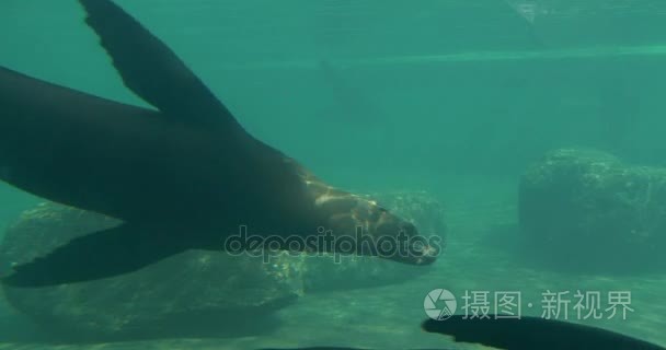 在水族馆鳍脚亚目哺乳动物在小池塘里的动物园髯的海豹是优雅的盘旋在水挥舞着它们的鳍在水之下的海豹嬉戏