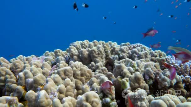 水下珊瑚礁与海洋热带鱼视频