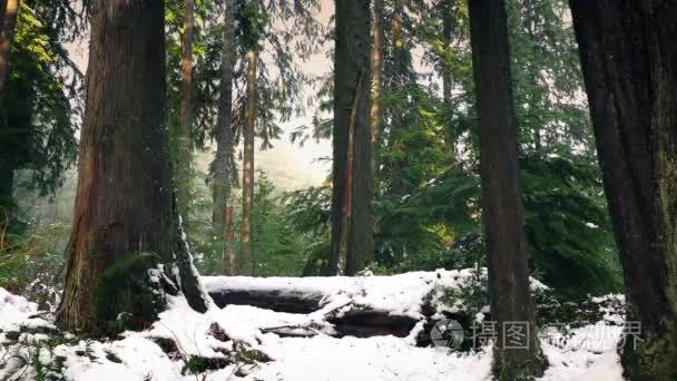 通过漂亮冬季森林在雪中移动视频