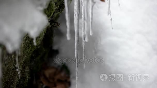 苔藓冰柱水滴灌靠得很近视频