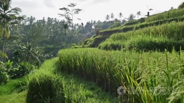 美丽的稻田在印度尼西亚视频