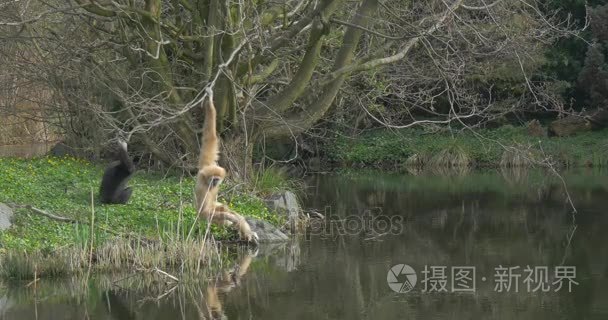 黄长武装猴子坐在河岸上视频