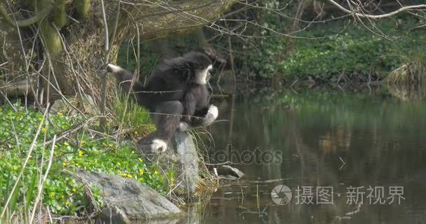 黑色长武装猴子坐在河岸上视频