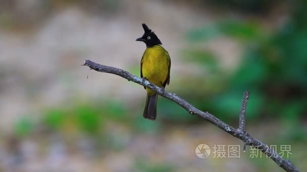 黑冠鹎视频素材