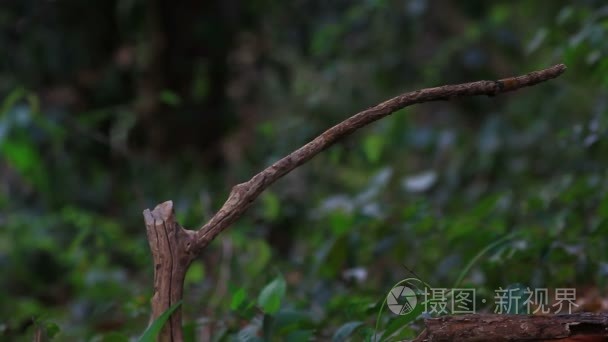 亚洲寿带鸟栖息在树枝上视频