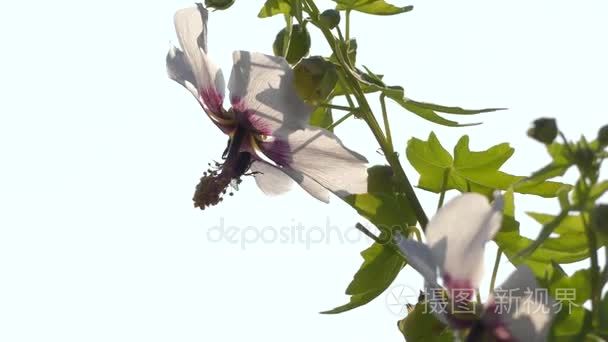 Lavatera 悬铃木，锦葵德总体 锦葵植物，Malveae，是流行于加那利群岛的灌木。它是通过昆虫，特别是由蜜蜂和熊蜂授