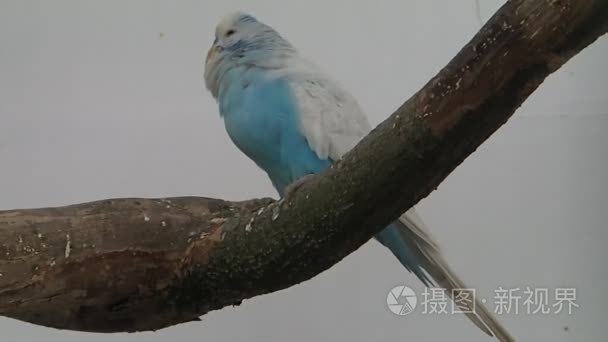 白色和蓝色鹦鹉的树枝上视频