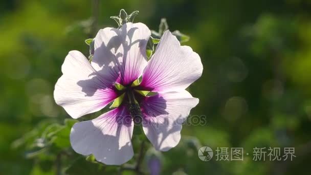 Lavatera 国际船运。Lavatera 是属家庭锦葵植物的开花植物约 25 种