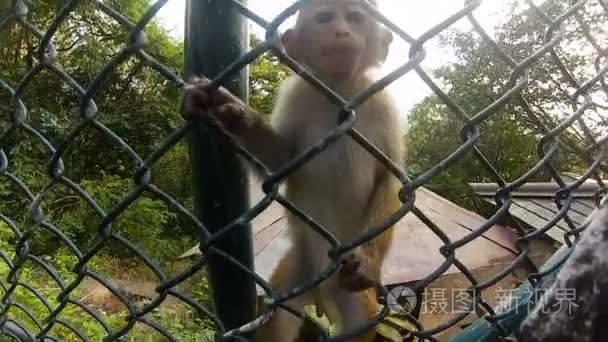 小猴子宝宝爬在网格上视频
